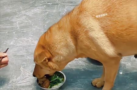 华夏帝王犬：本地土狗的真实身份