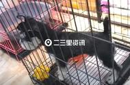 吉林宠物店售卖茶杯犬引发关注