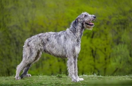 世界最大猛犬与藏獒的震撼对比！