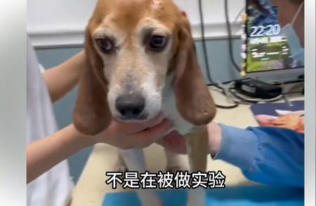 实验犬的贡献与尊重