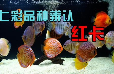 七彩品种辨认指南：从《红卡》开始