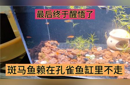 聪明的斑马鱼意外误入孔雀鱼缸：一次特别的互动经历