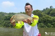 揭秘玉米杂粮饵料如何吸引野钓大草大鲤