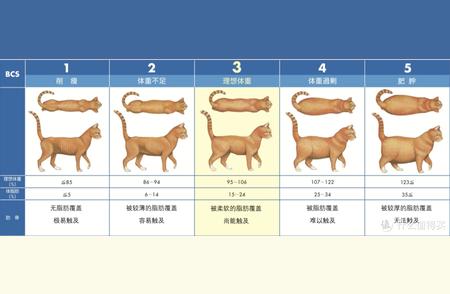 猫咪绝育利弊分析：学者权威解读