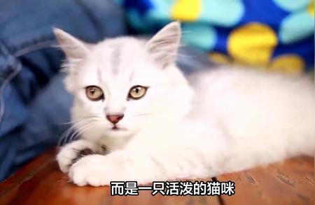 超实惠的猫品种推荐，养宠不再奢侈！