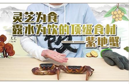 灵芝：顶级食材中的佼佼者