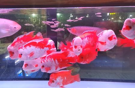 探秘水族世界：神秘生物与奇妙生态