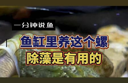 鱼缸除藻利器：强烈推荐这款螺！