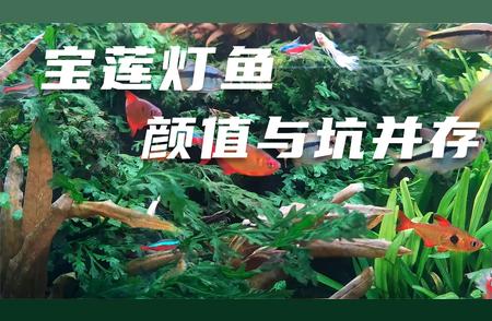 草缸灯鱼大全：宝莲灯鱼领衔的经典品种解析