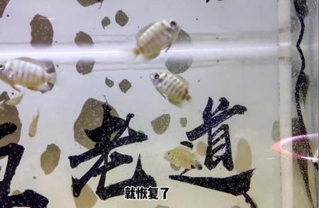 历时一个月，小菠萝鱼的完美成长之路