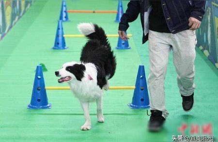 南京宠物博览会：各地萌宠集结，超可爱“萌萌哒”！