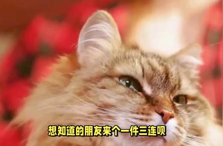 如何给猫咪起个好名字？