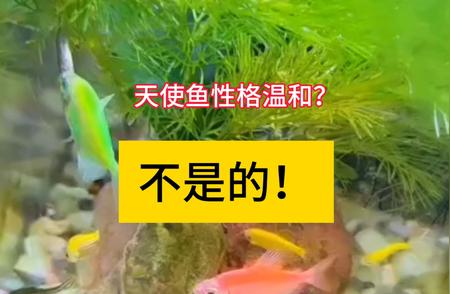 天使鱼和金丝鱼可以共养吗？探秘两种鱼的相处之道