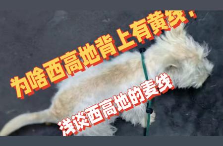 揭秘西高地犬黄线黄毛的背后秘密