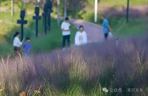 漯河梦幻粉色花海，绝美景色让你陶醉