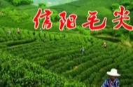 中国十大名茶之一：信阳毛尖的详细介绍