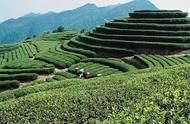 乌龙茶：六大茶系中的瑰宝