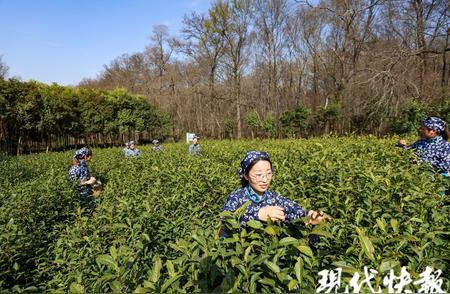 南京钟山雨花茶迎来采茶季，产量增价格稳定