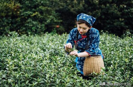 茶叶选购指南：揭秘优质茶叶的挑选技巧