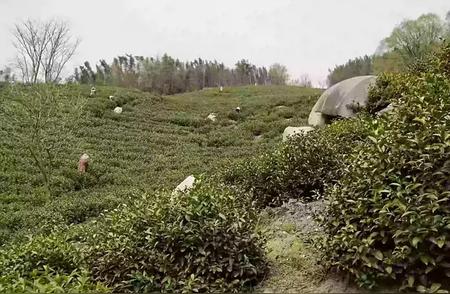 识别不同季节茶叶：明前、雨前、春早、夏和秋茶的区分方法