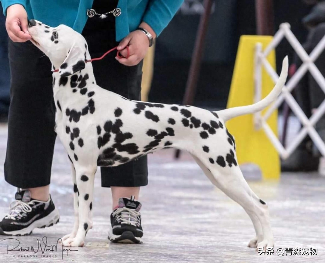 欣赏 2019 美国大麦町犬，国家单独犬展！