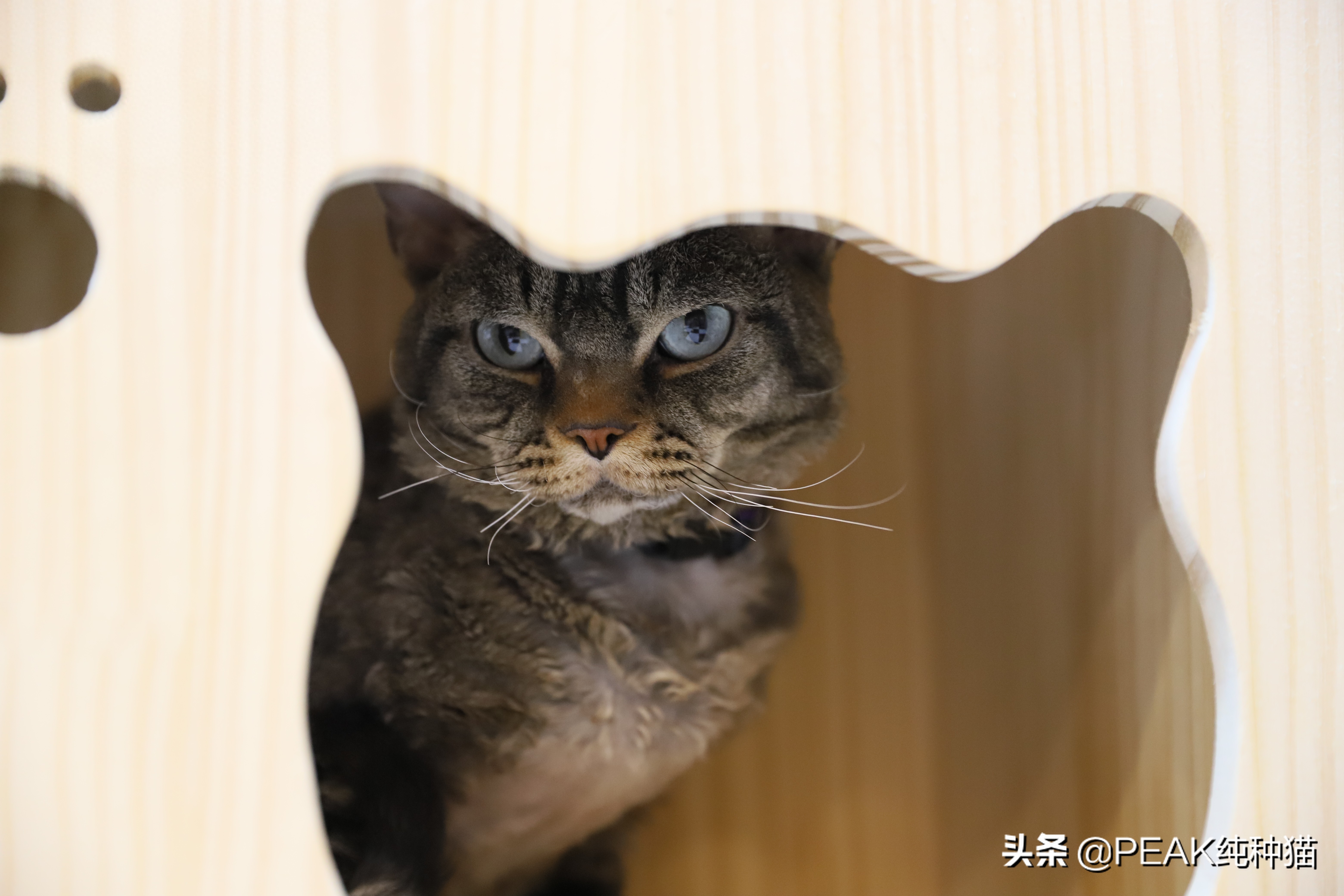 小妖精般的理想宠物之德文卷毛猫棕色虎斑色2