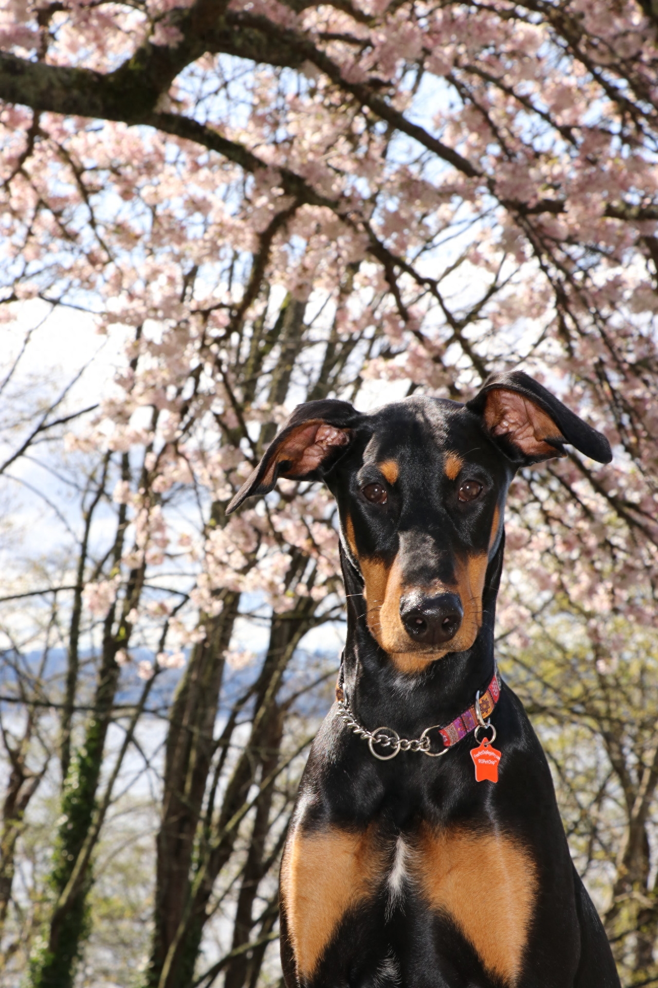 世界名犬——杜宾犬