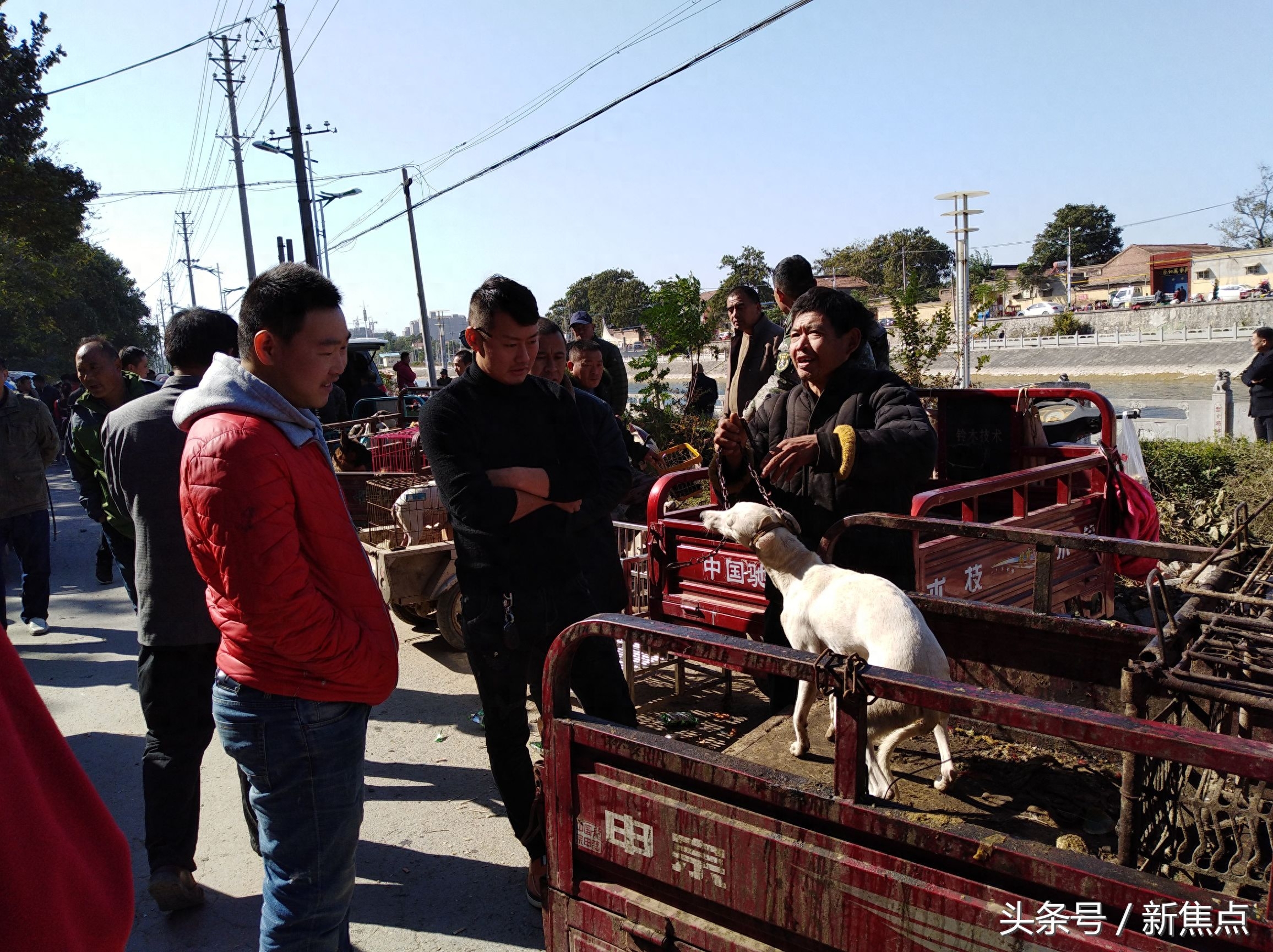 豫北最大狗市，究竟有多大吸引力，每星期天，附近上万人纷至沓来