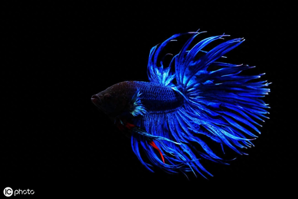 五彩搏鱼（Betta splendens (Regan, 1910)）（暹罗斗鱼）