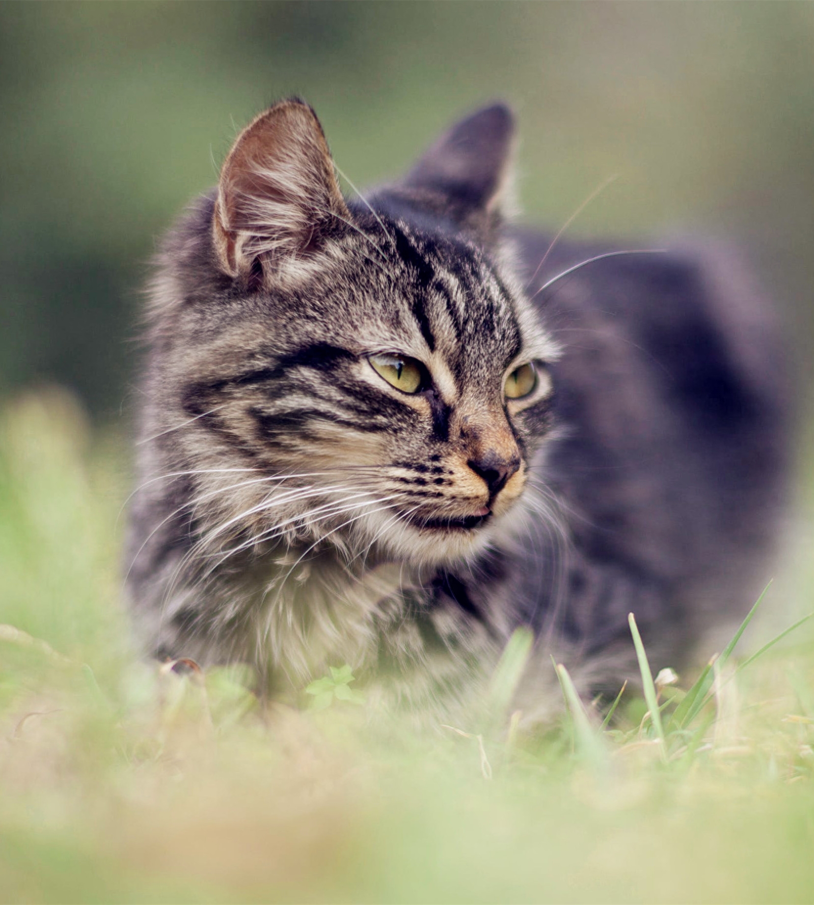 猫中老虎——虎斑猫！霸气！