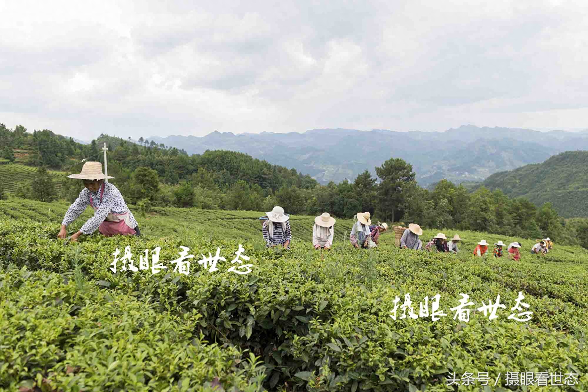 又到夏茶采摘季，这些农村留守老人一天能采数十斤，收入可达百元