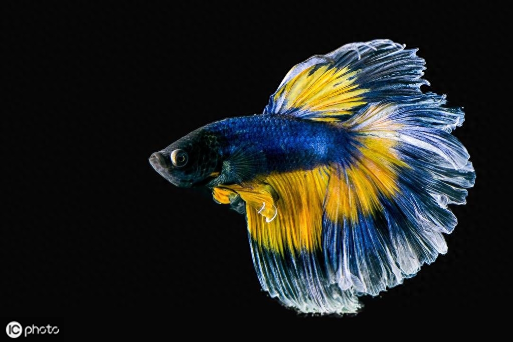 五彩搏鱼（Betta splendens (Regan, 1910)）（暹罗斗鱼）