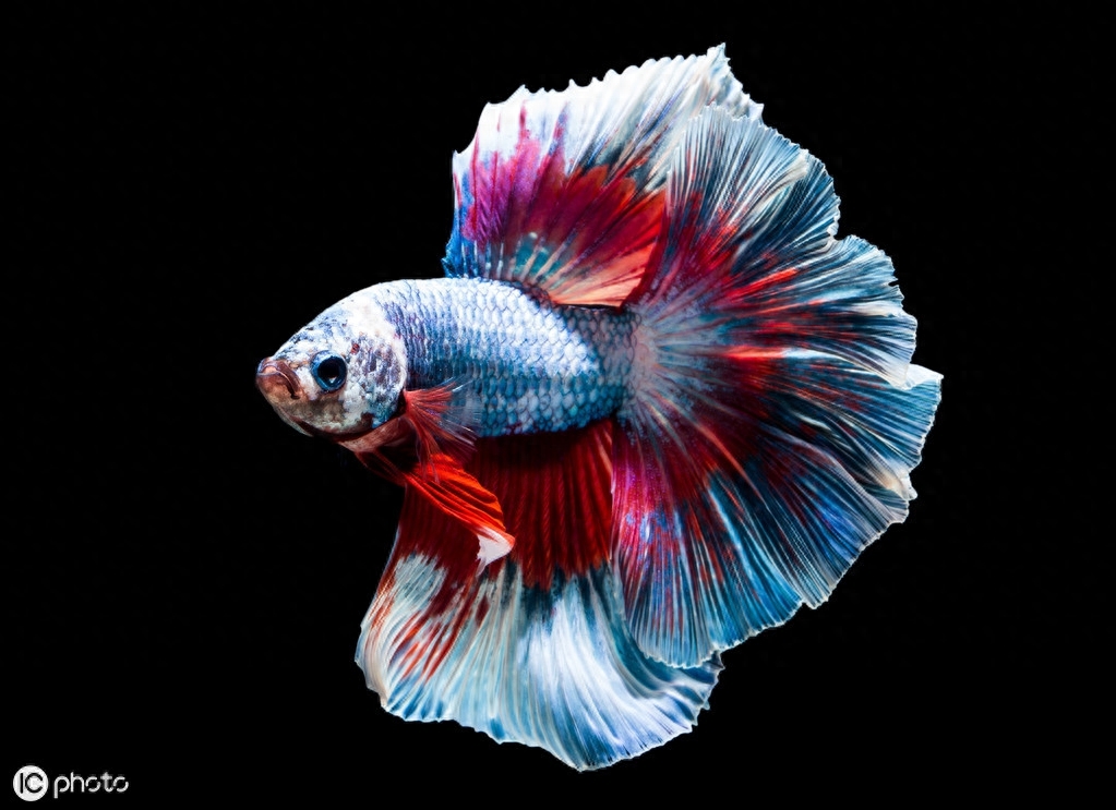 五彩搏鱼（Betta splendens (Regan, 1910)）（暹罗斗鱼）