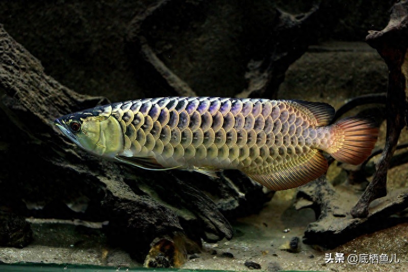 龙鱼跃出水面捕食，霸气十足