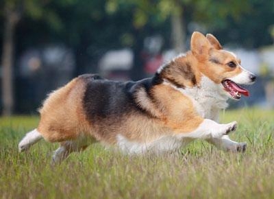 宠物图集：瑞典柯基犬