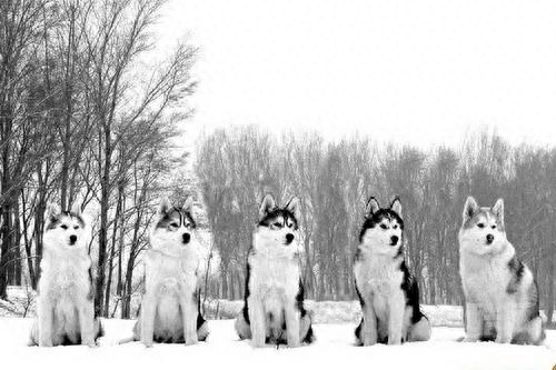 动物图集：西伯利亚雪橇犬