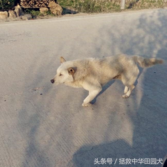 进城赶集，一路上的纯正中华田园犬，大饱眼福