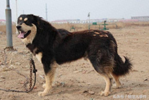 十大来自我大中华纯种田园犬，现在已经很少见