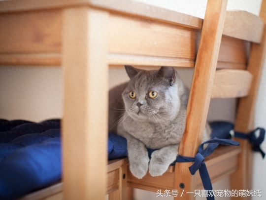 可爱的小精灵，猫贵族之英国短毛猫