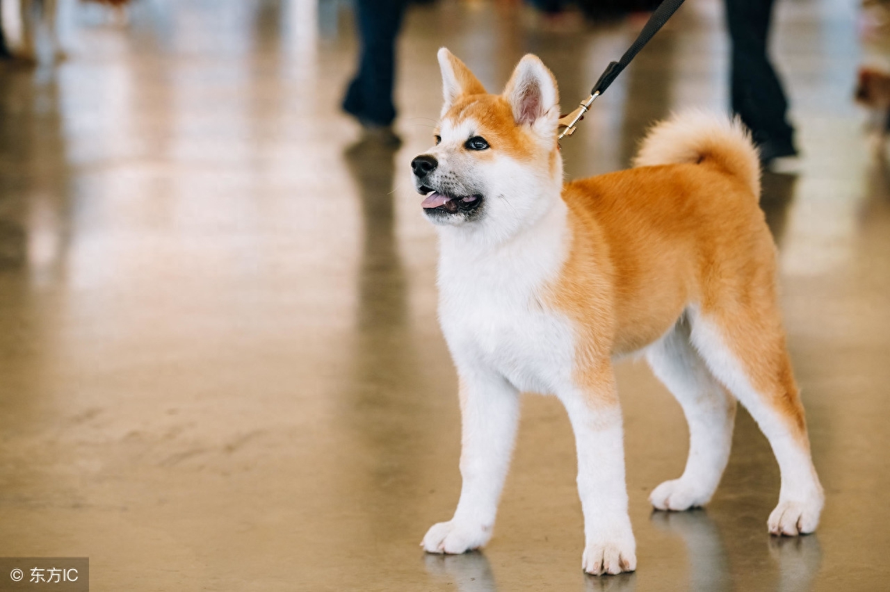 宠物狗 秋田犬