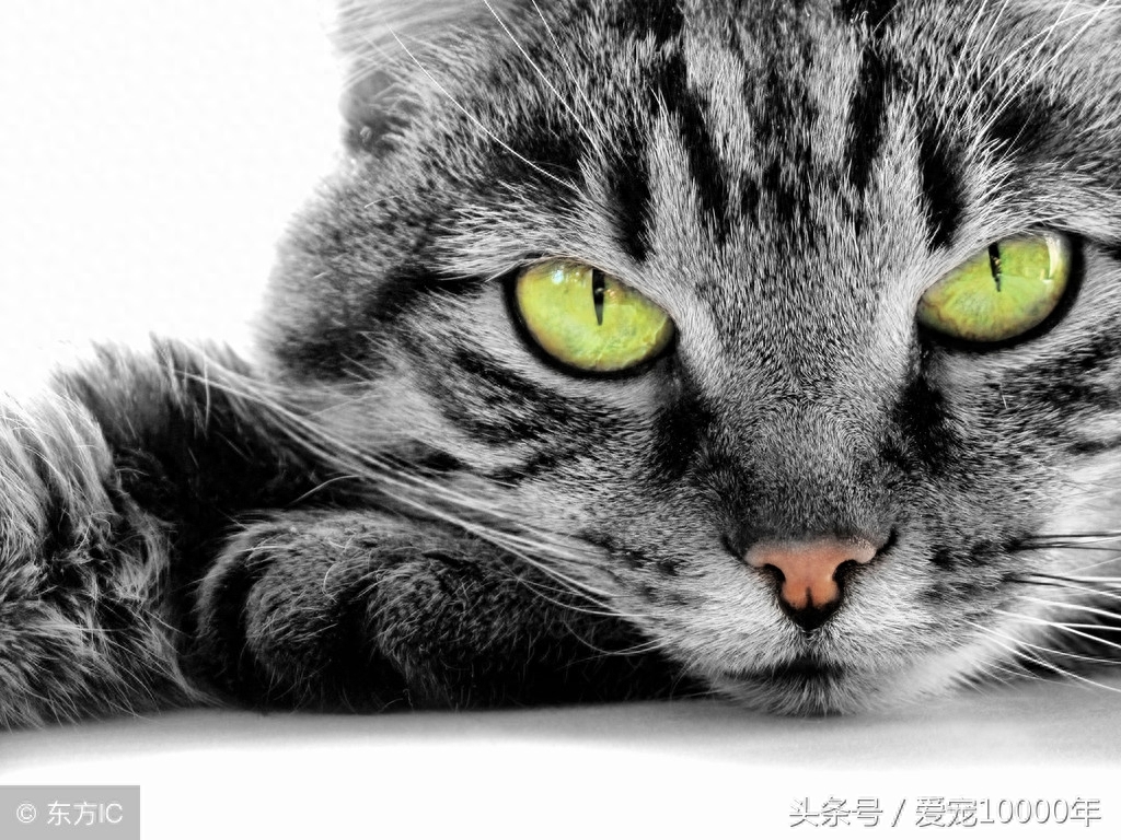 虎斑猫的爱情：重生了100万次，爱上这只白猫后，愿一起去死