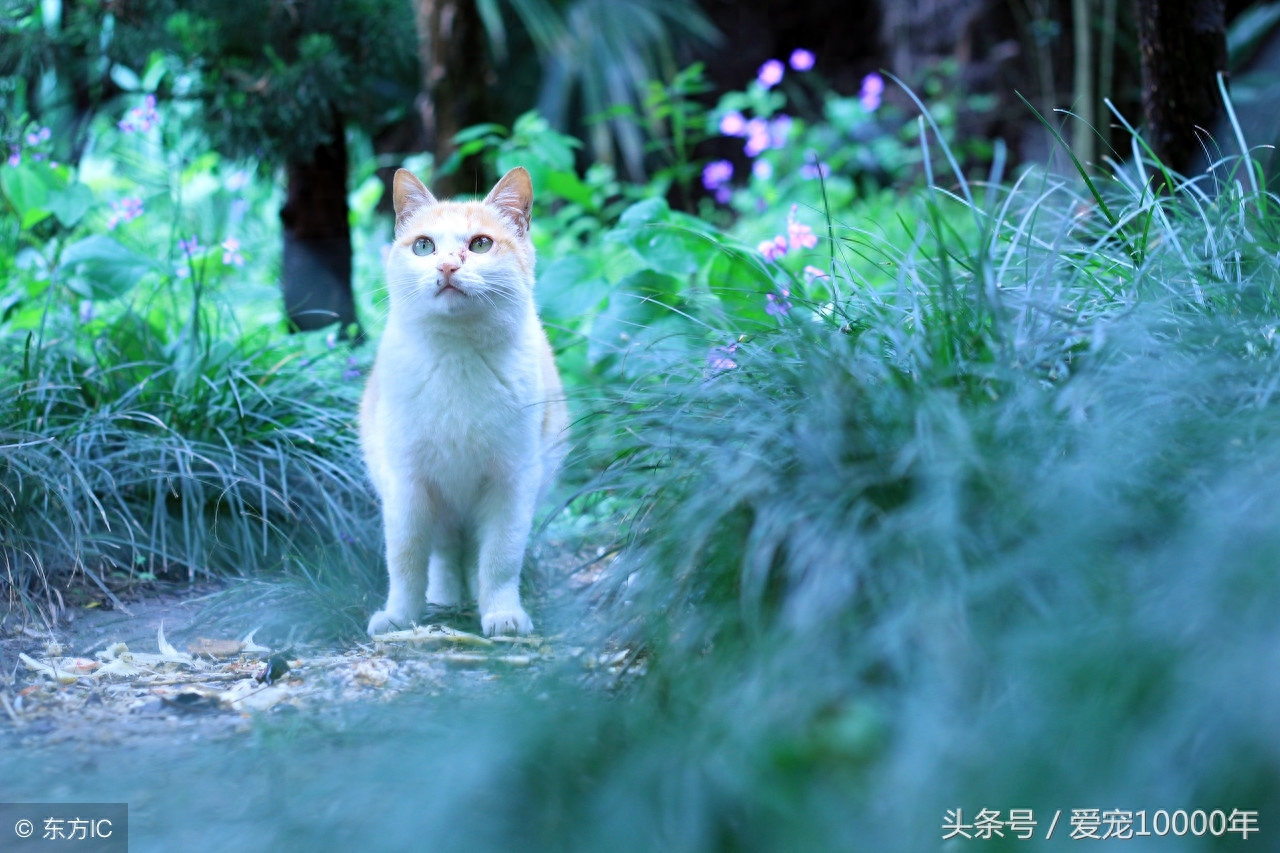 虎斑猫的爱情：重生了100万次，爱上这只白猫后，愿一起去死