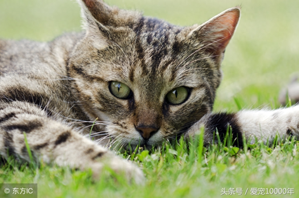 虎斑猫的爱情：重生了100万次，爱上这只白猫后，愿一起去死