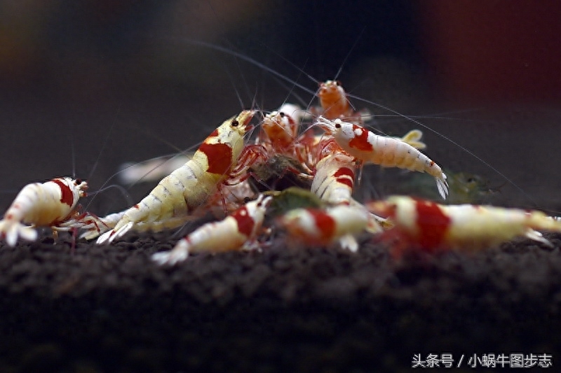 高贵水族宠物水晶虾价比金子贵 你要不要来养？