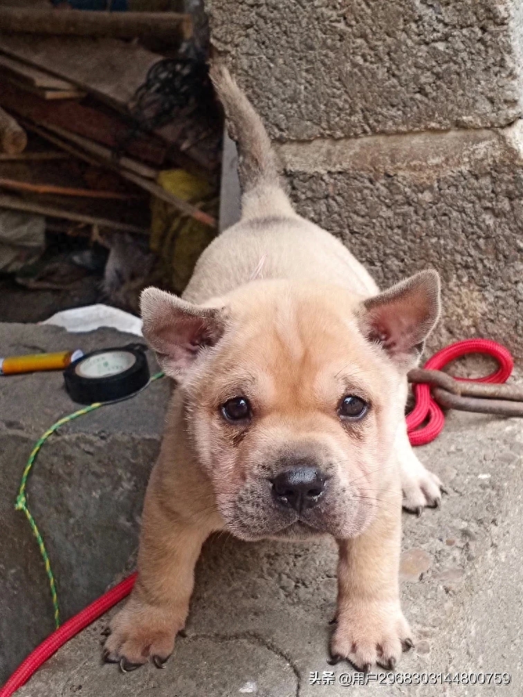 原生态中华田园犬广西小猎犬农村土狗