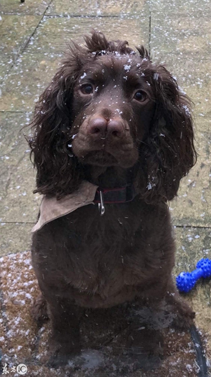 英国赫里福德郡的水银印刷厂，可爱可卡犬出生就有两个鼻子